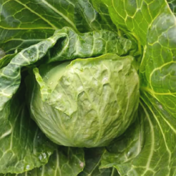 Kapusta Kubica F1 2500 nasion st